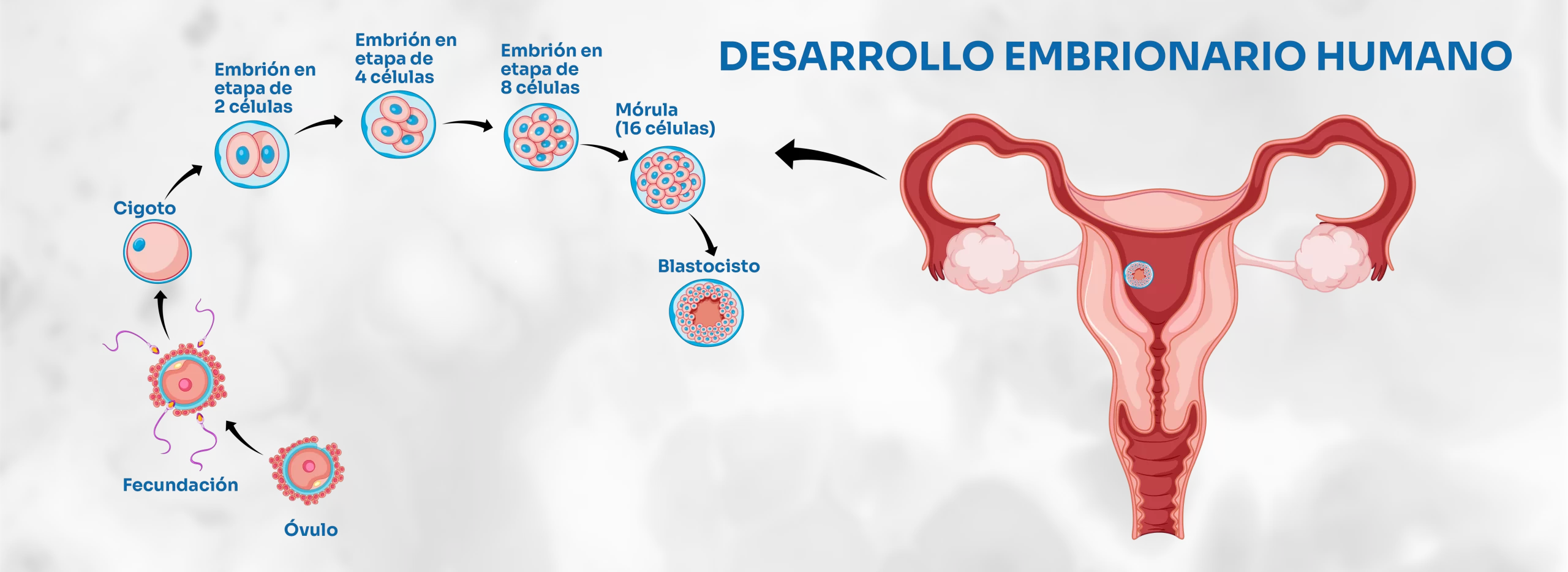 Desarrollo embrionario humano: del cigoto al blastocisto
